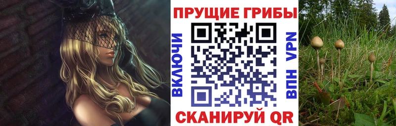 Купить  Ельня  Галлюциногенные грибы Cubensis 